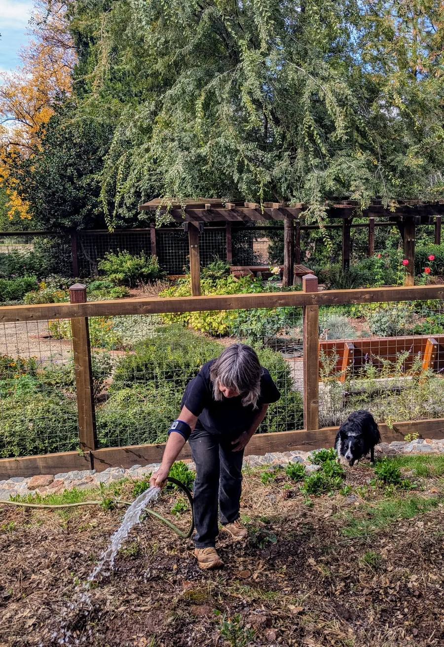 Paula Campbell watering newly planted hedgerow