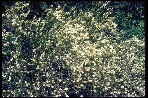 Wild mock orange shrub covered in white blossoms
