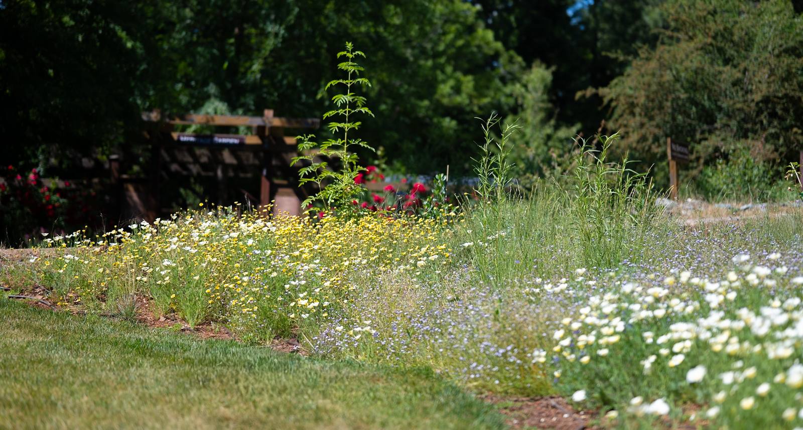 Wildflowers blooming along a path in the Heritage Garden