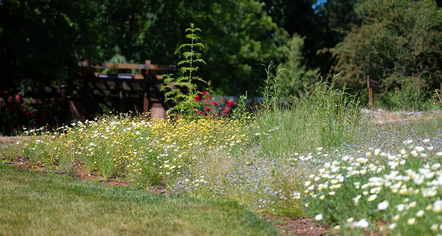 The Hedgerow