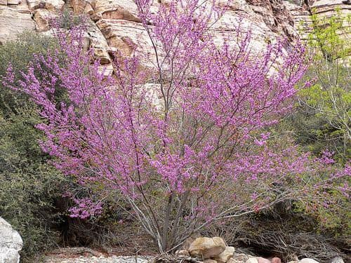 Western redbud in bloom with magenta flowers