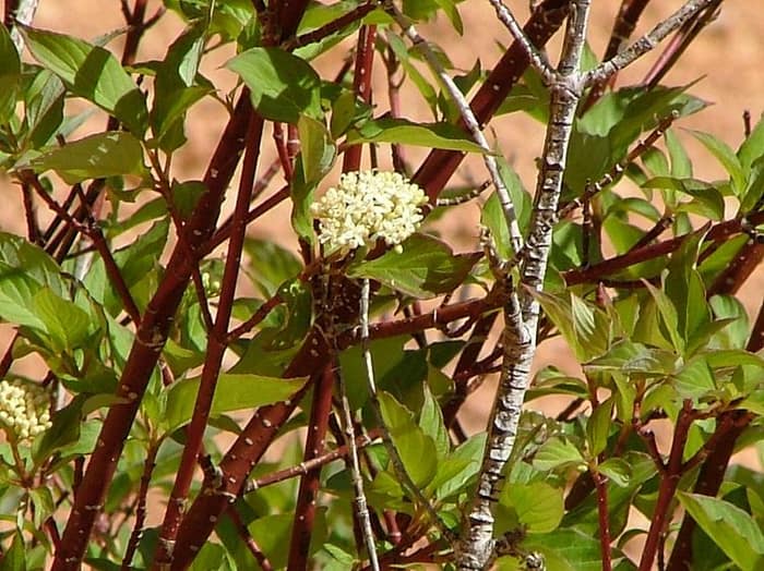 Red osier dogwood with red stems and a white flower cluster