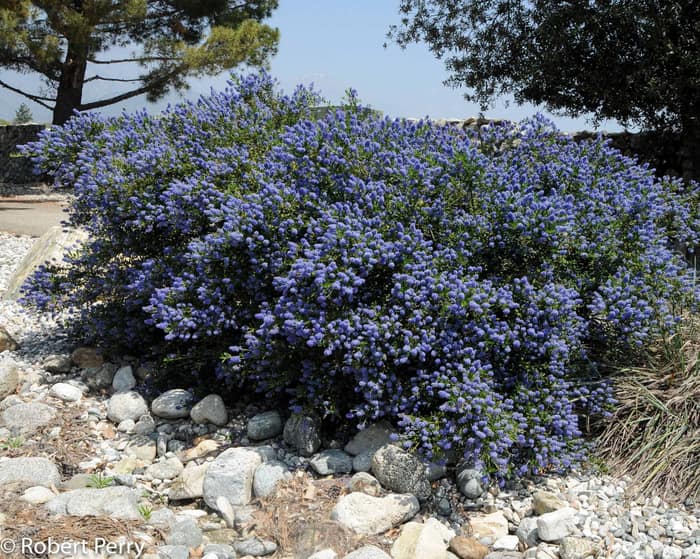 Ceanothus 'Concha' shrub covered in deep blue flowers
