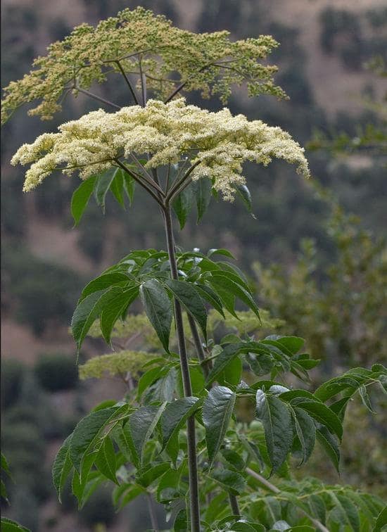 Black elderberry with flat clusters of creamy white flowers