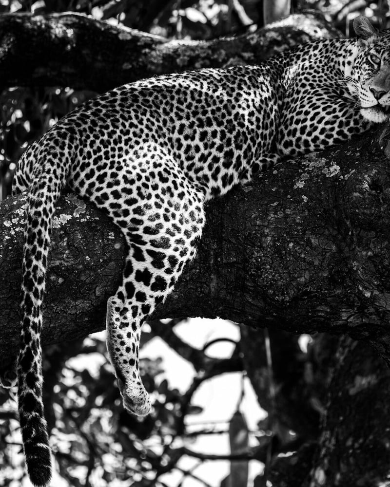 In The Field: Taking The Leica 100-400mm f5-6.3 Vario-Elmar-SL On Safari by Peter Horan