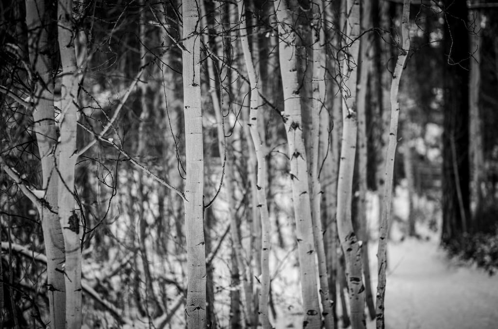 1Peter_HoranAspens-in-WInter