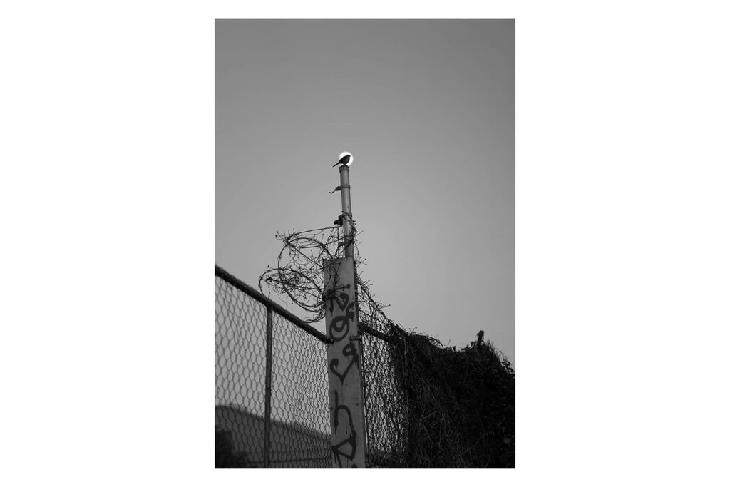 Alex_Ramos_90MMAPO-1_0001_2
