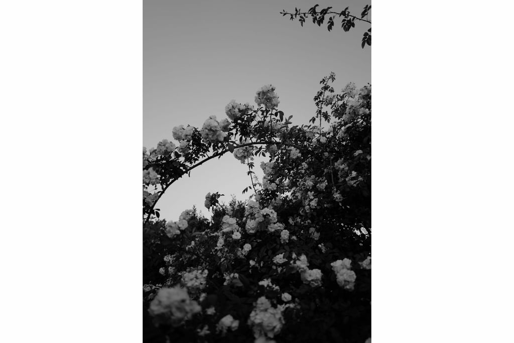 LeicQSF_7