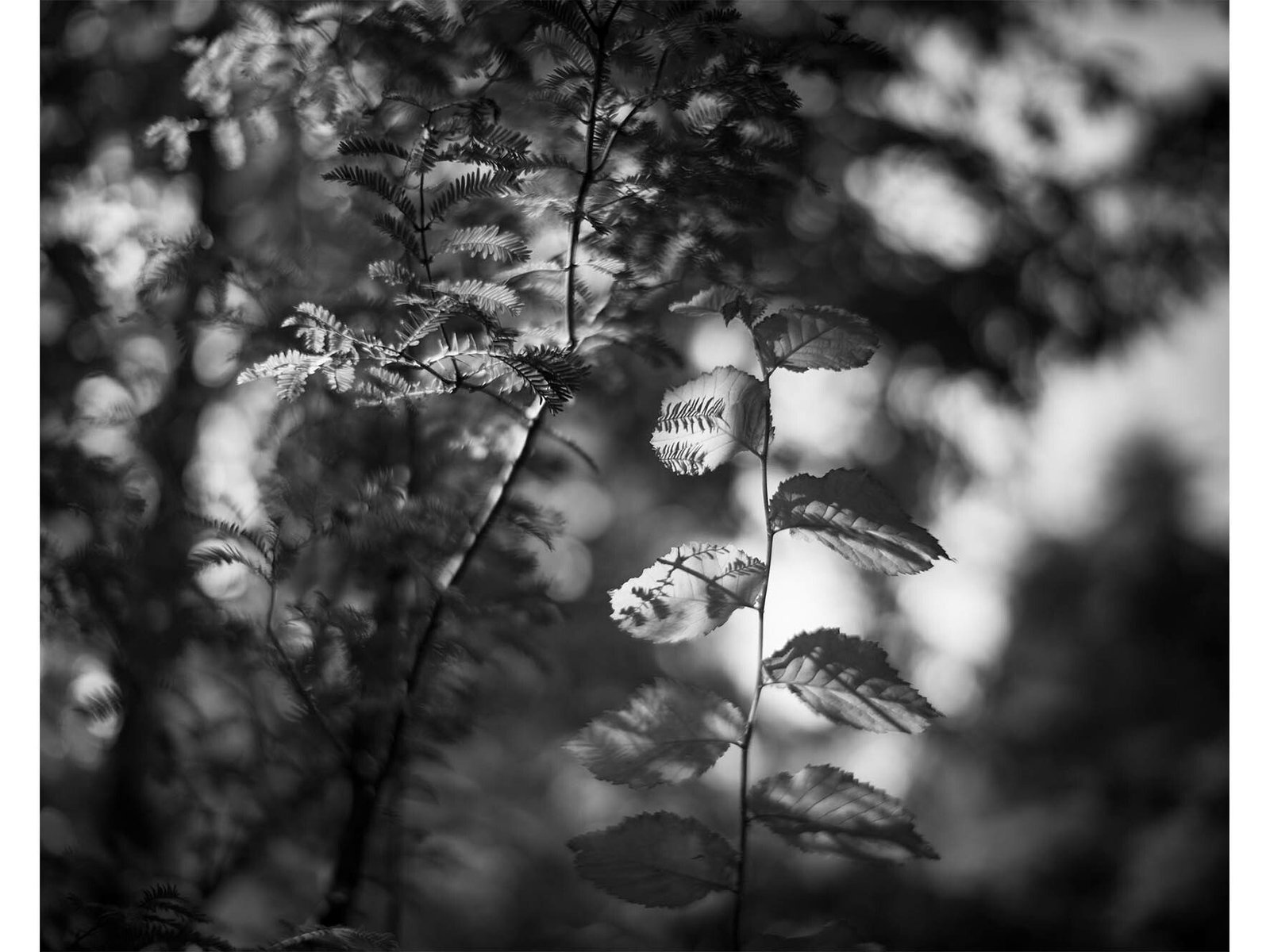 Leica SF Feature: Lucien Liu & Alex Ramos