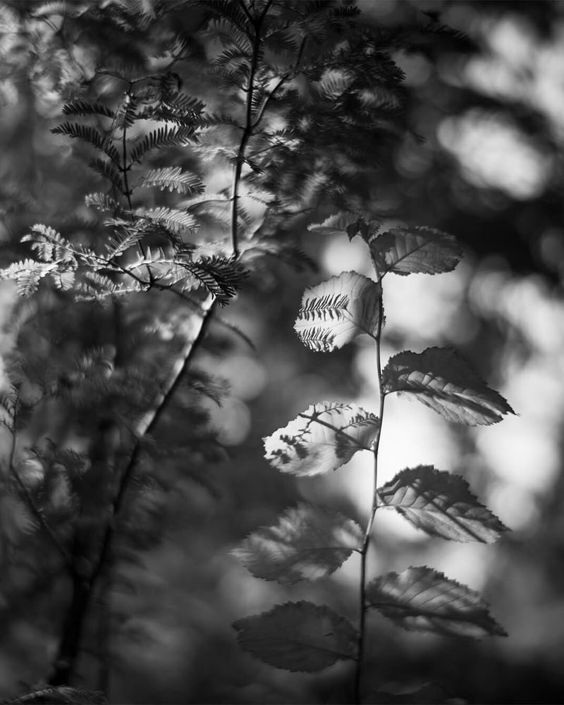 Leica SF Feature: Lucien Liu & Alex Ramos