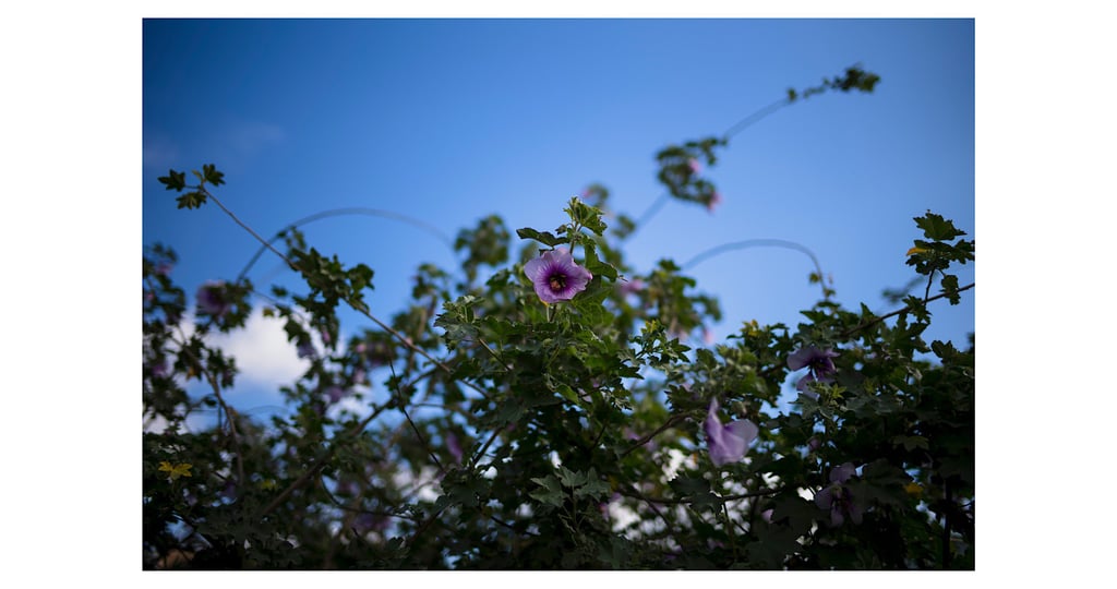 TP&S 28 Summilux28 Lux Video 12