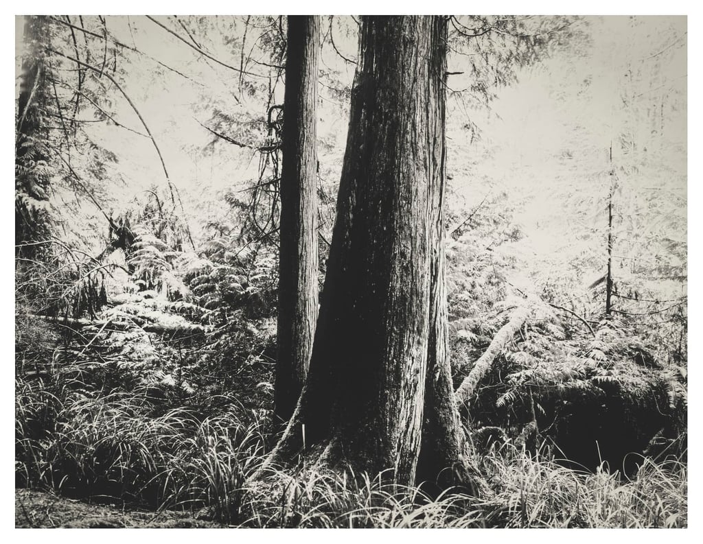 PRESENCE-PNP-01-Edit