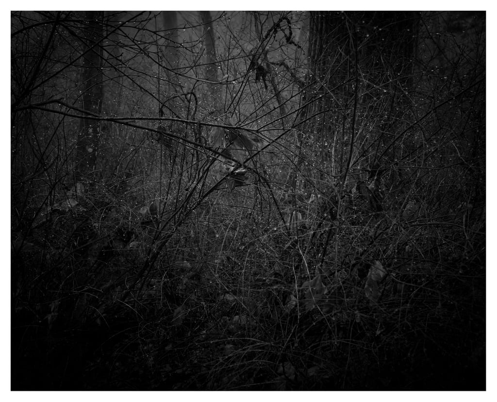 SOLACE-0381
