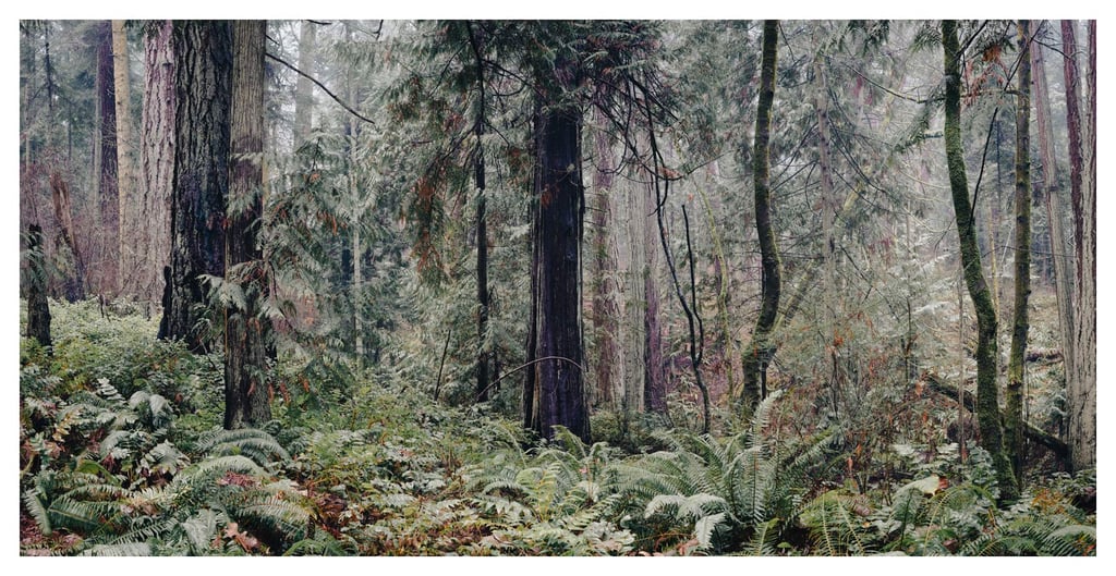 SOLACE-0405-Colour-Pano