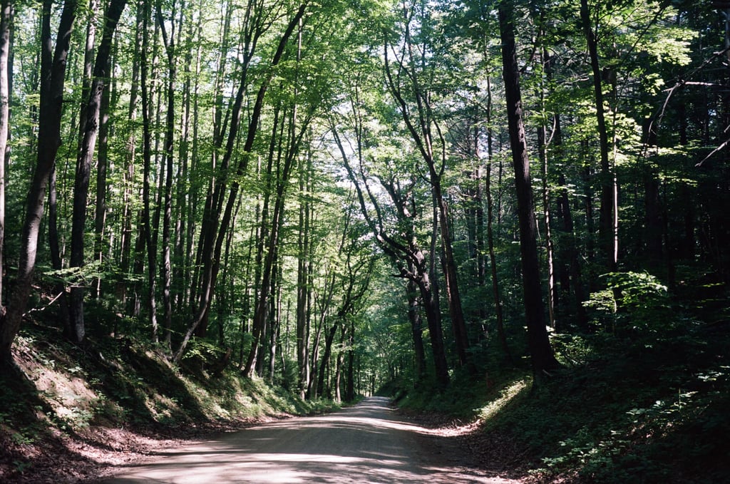 kodak_professional_portra_400_11_29_2024_000334760002