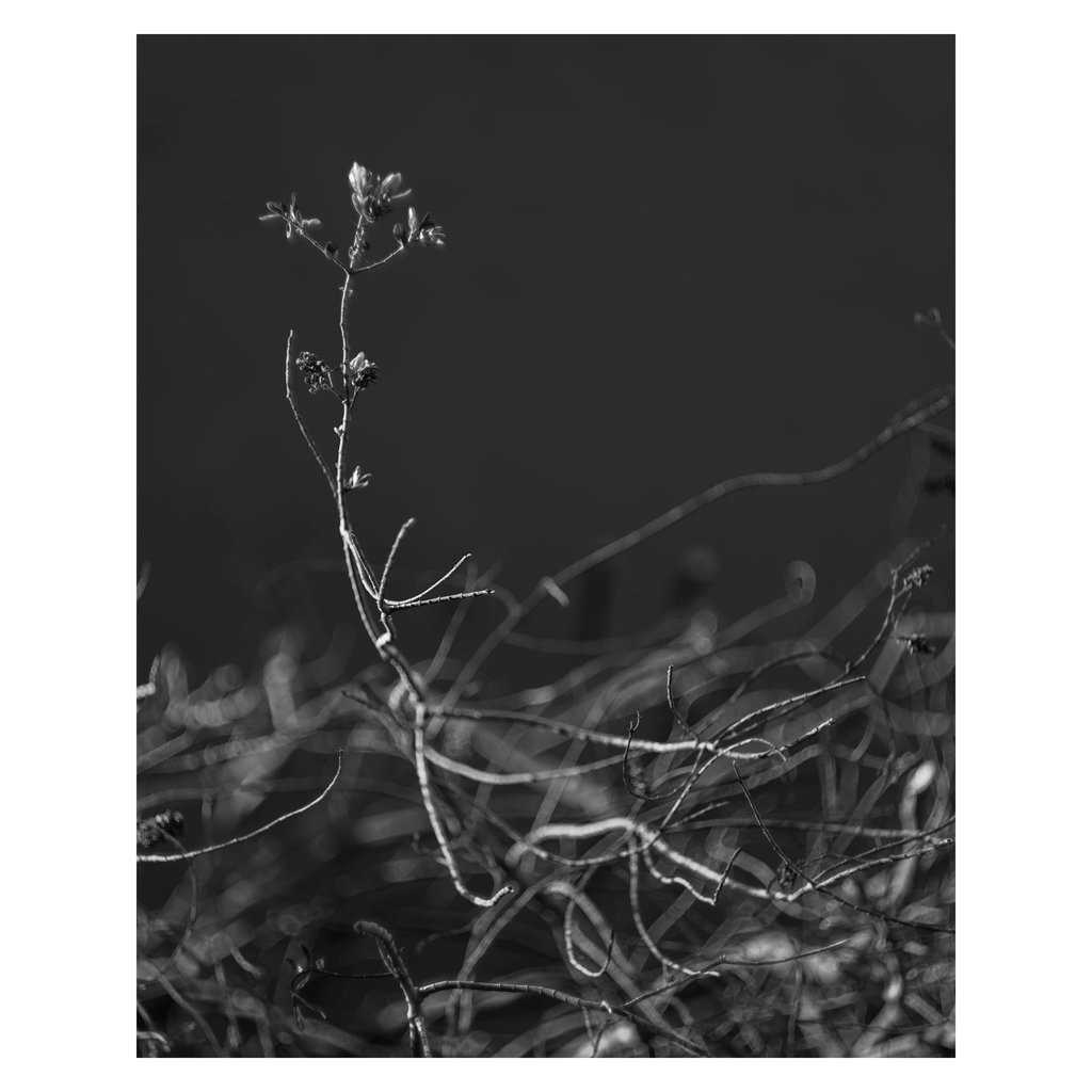 L1002018 copy
