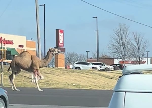 Camel running through Bonner Springs, KS