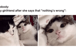 My girlfriend after she says nothing is wrong cat meme