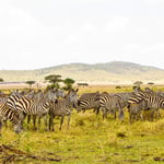 4-Day Northern Parks in Tanzania