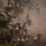 wildebeest migration