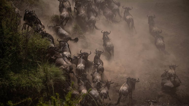 Wildebeest herd charging down a dusty slope in a thick cloud of dust