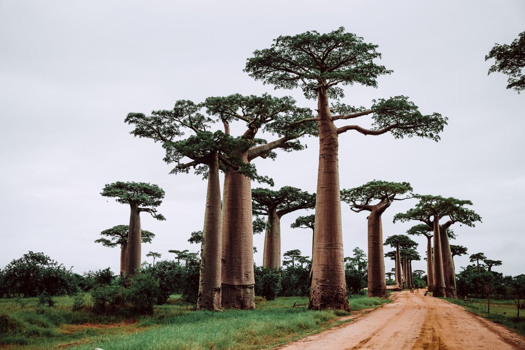North & West Madagascar 10-Day Itinerary
