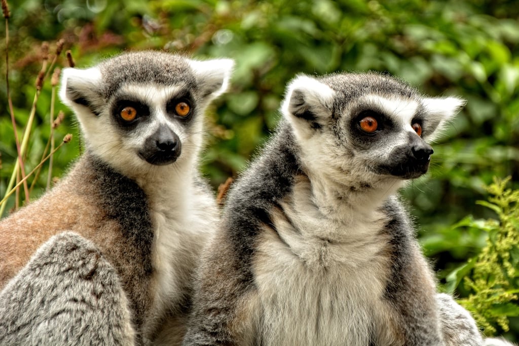 Explore Madagascar: 9-Day The West & South Part Route