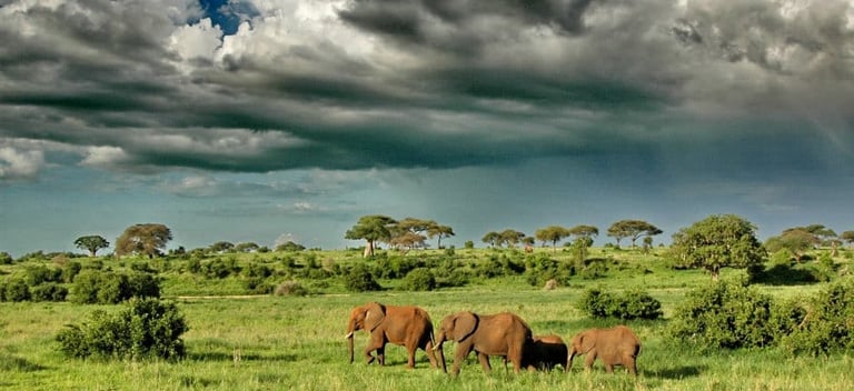 Elephants under dramatic clouds in Tarangire National Park
