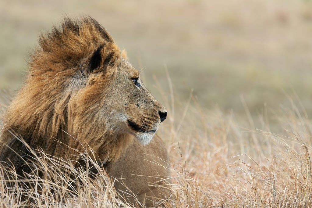 12 Surprising Lion Facts