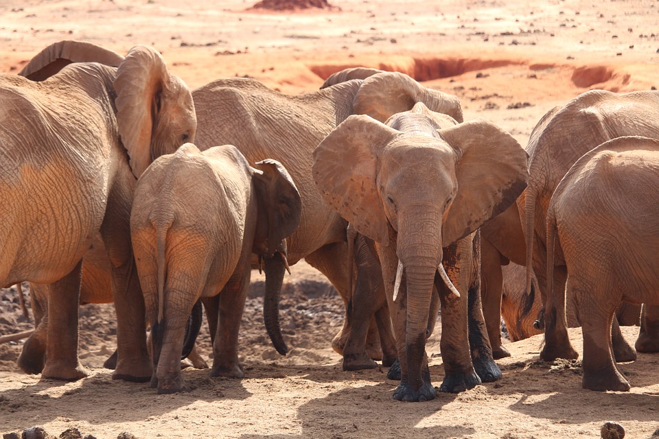 4-Day Kenya: Tsavo and Amboseli