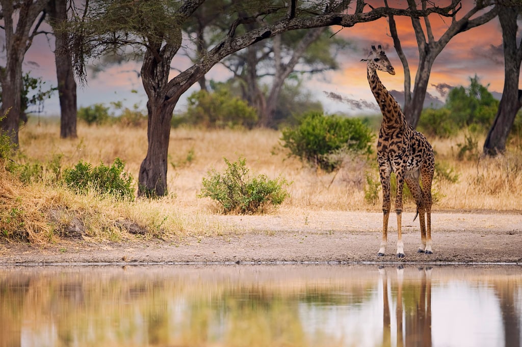 Wanderlust Safari