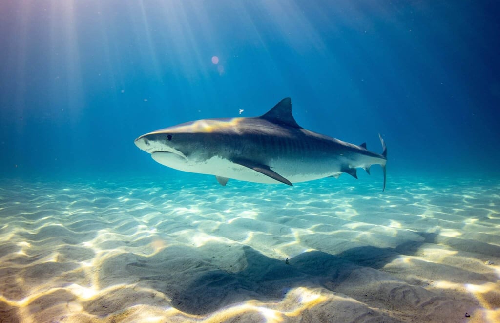 11-Day South Africa Adventure: Game Drive & Shark Diving