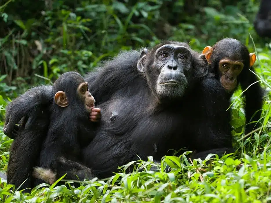 6-Day Uganda Primate Watching