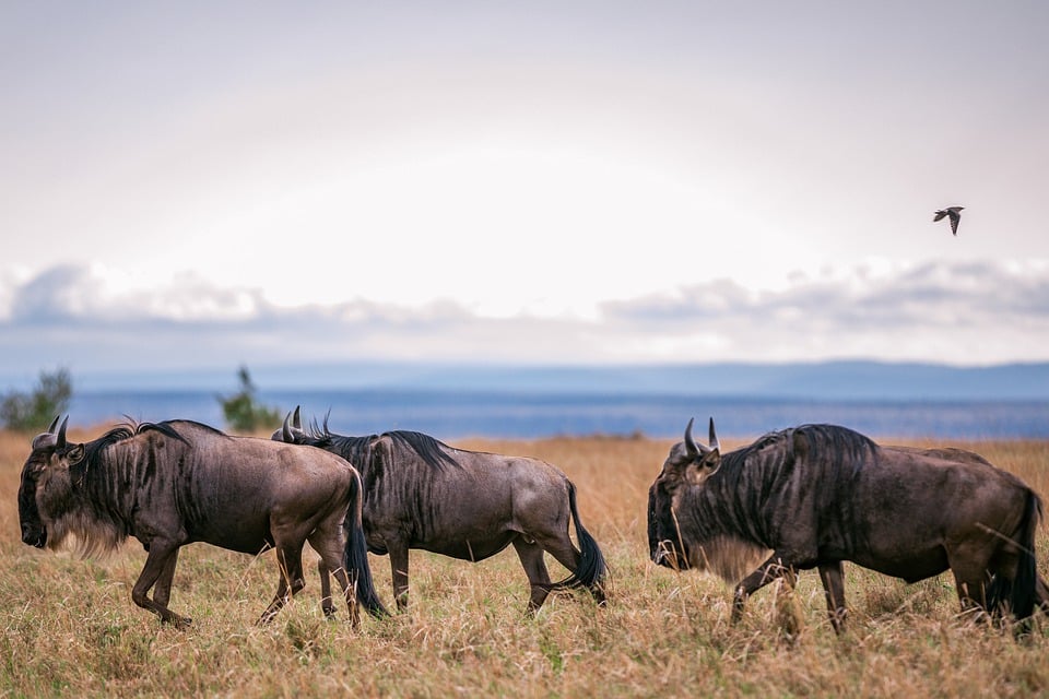 Tanzania vs. Kenya