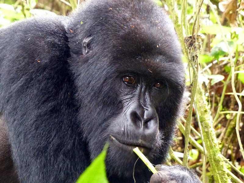 Gorilla Trekking Experience