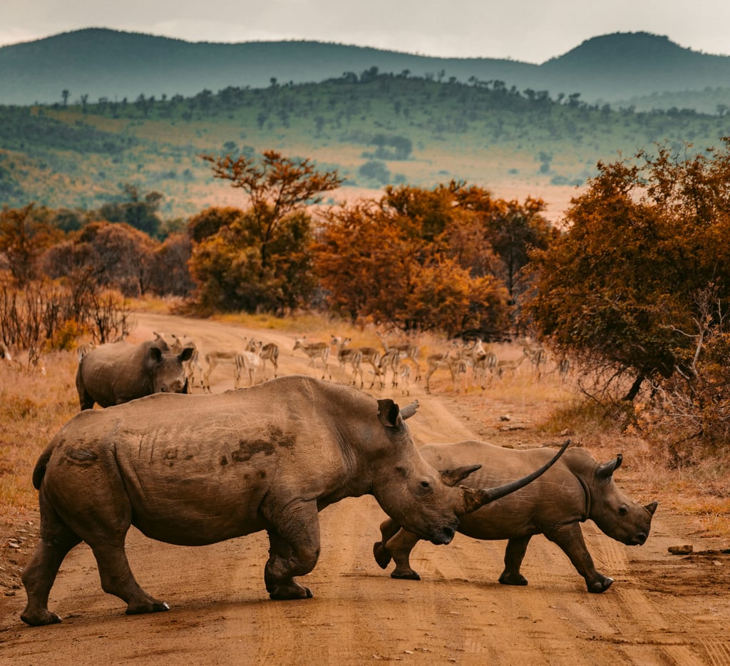 africa in summer
