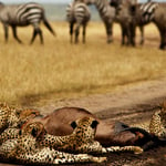 3-Day Safari Masai Mara