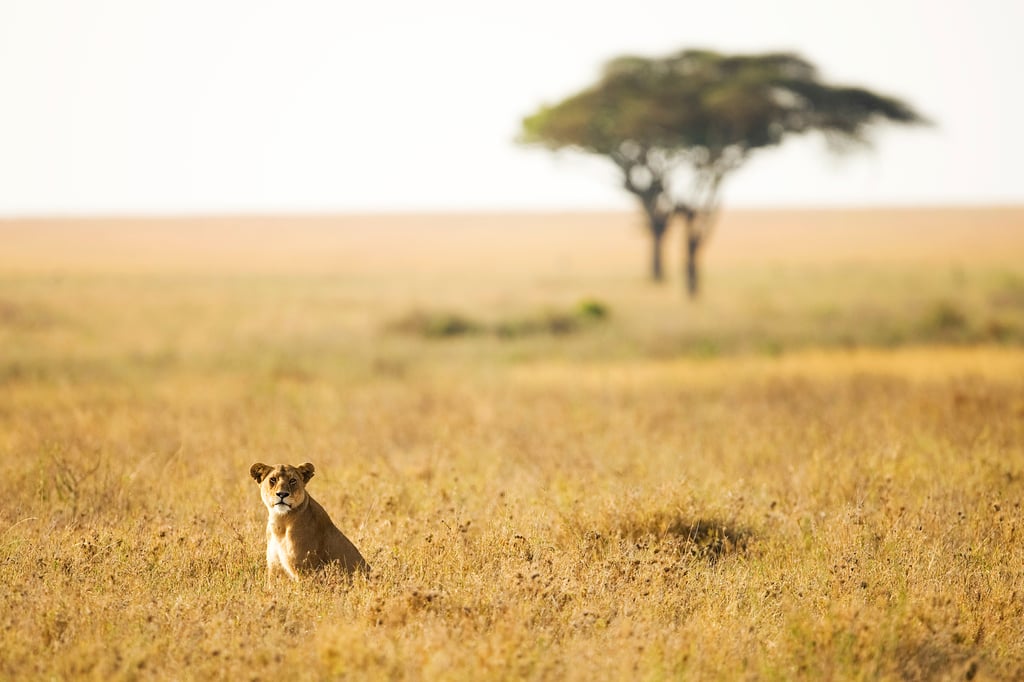 Kenya in 14 Days: A Grand Tour of the Most Outstanding Places