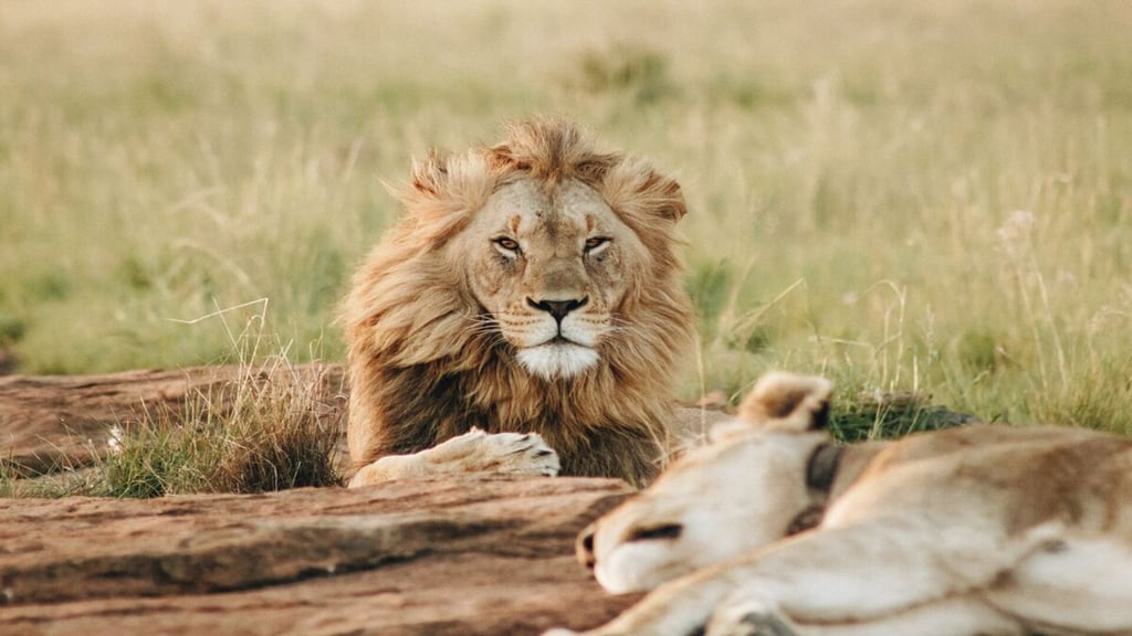 a day in the wild