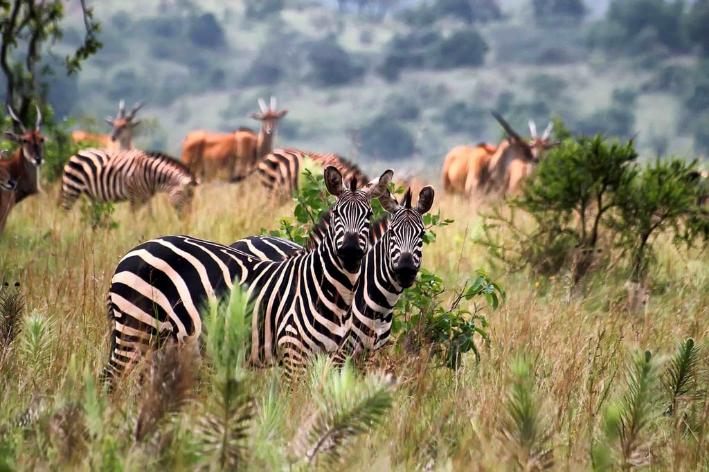 4-Day Rwanda: Akagera National Park