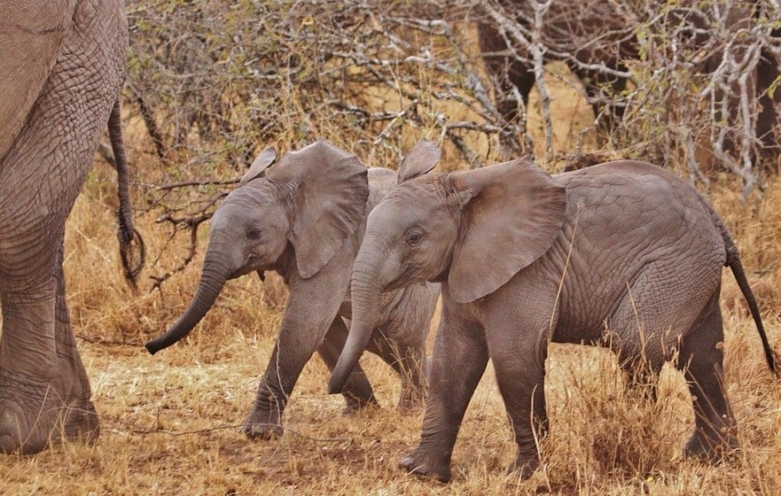 Tarangire & Ngorongoro Crater Safari: A 2-Day Wildlife Adventure