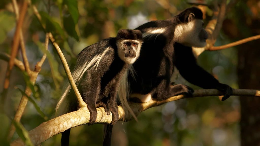 10-Day Uganda: Primates & Wildlife