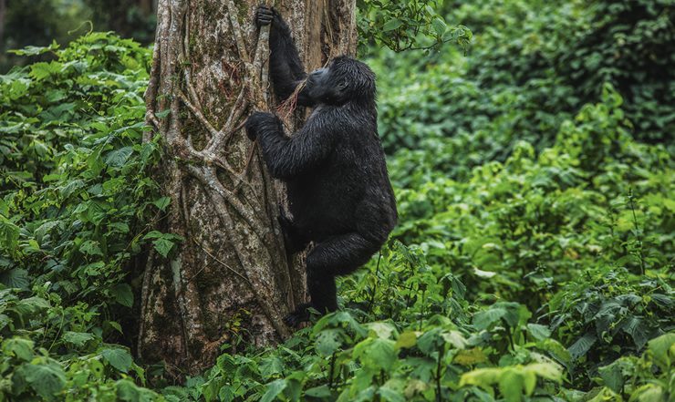 6-Day Gorilla & Chimps Expedition￼