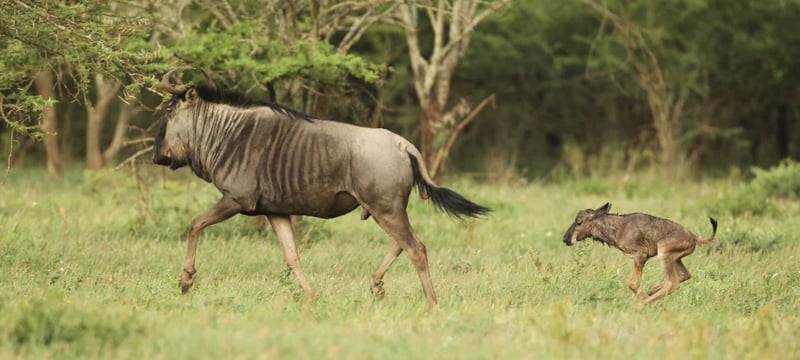 Calving Season in Serengeti