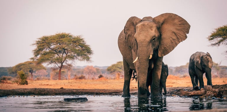 Botswana safari experience