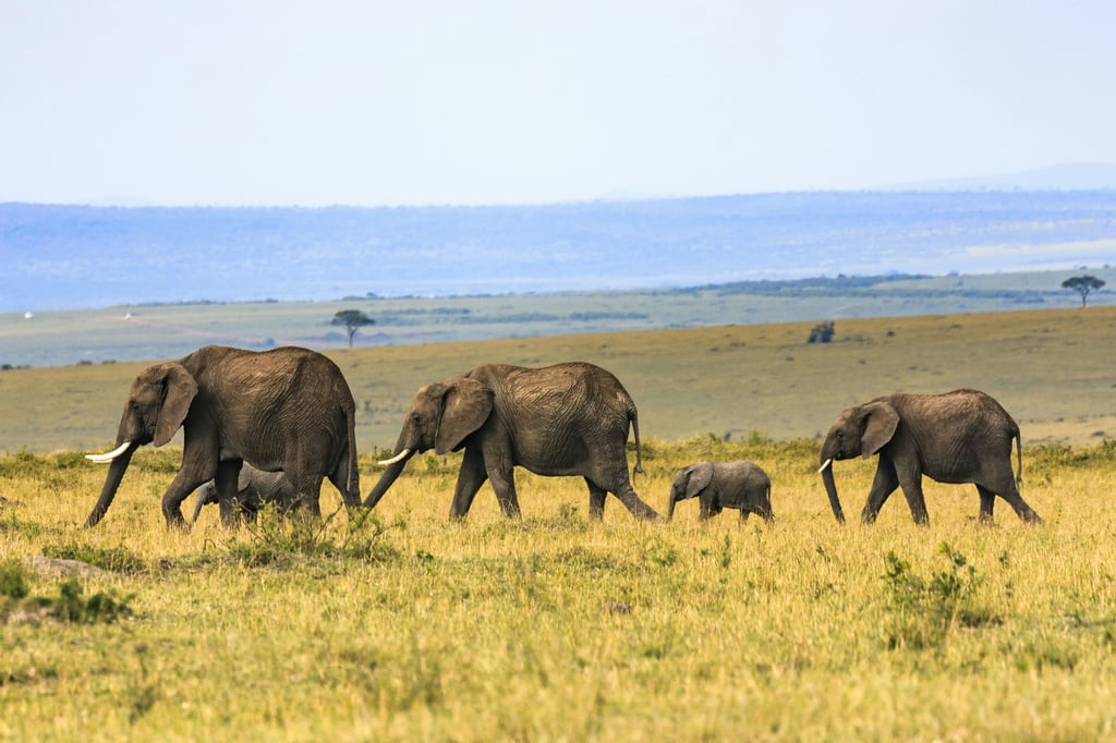 africa's national parks