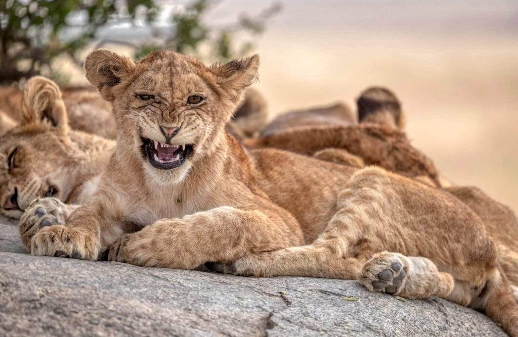 Calving Season Safari: Best Time for Wildlife in Tanzania (December – March)
