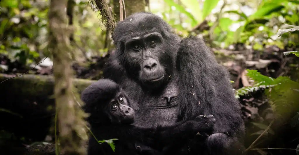 4-Day Rwanda – King Kong Adventure With Helicopter Flight