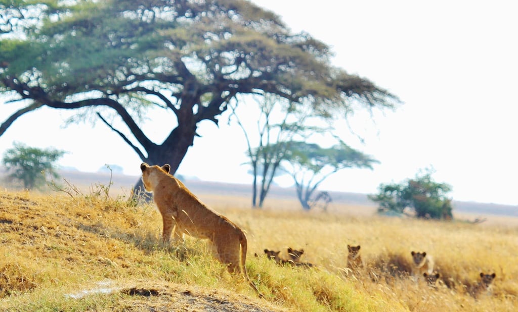 Serengeti & Ngorongoro: 3-Day Safari Adventure