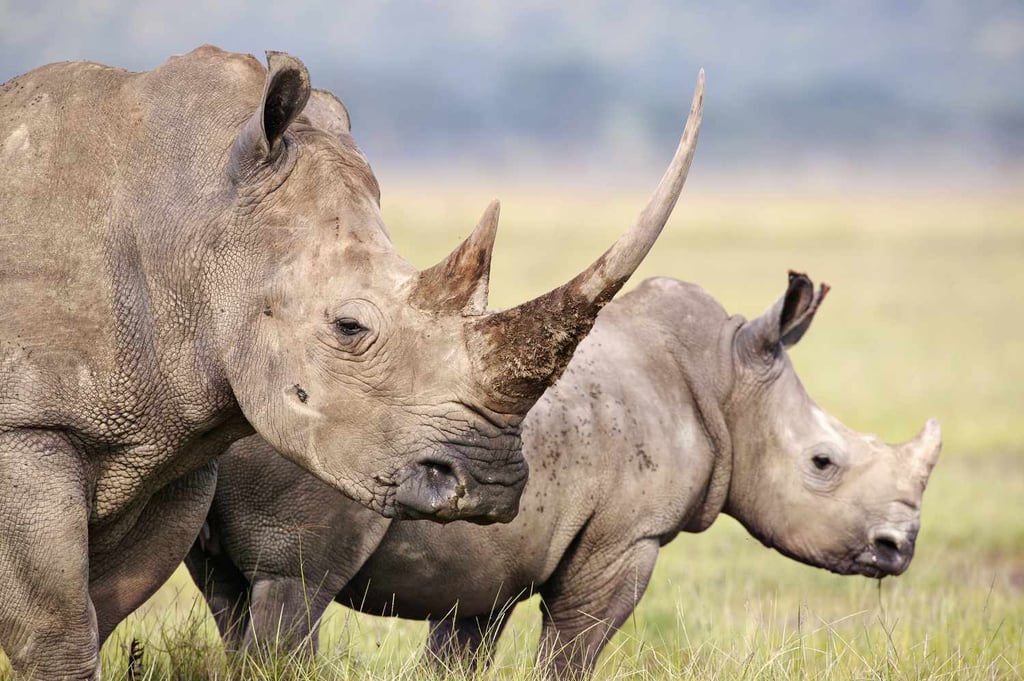 4-Day Masai Mara and Nakuru￼